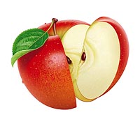 リンゴのリアルイラスト　果物　パッケージ