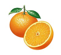 地中海オレンジのリアルイラスト　果物　パッケージ