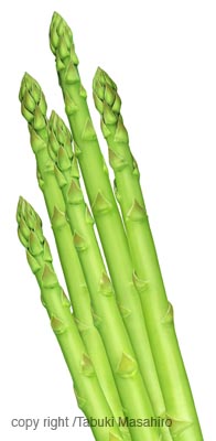 asparagus