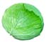 cabbage1