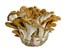 maitake1