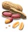 peanut1