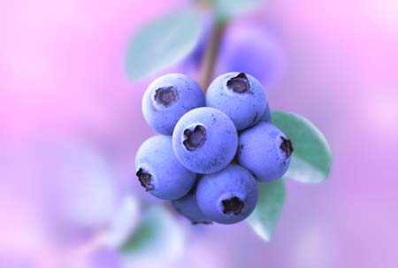 ブルーベリー　写真加工 blueberry