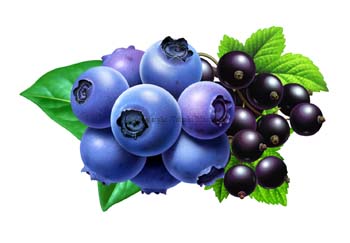 blueberry3b
