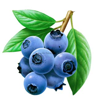 blueberry6