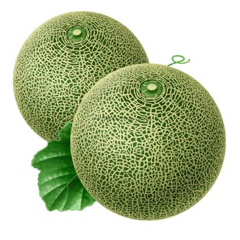 melon2 