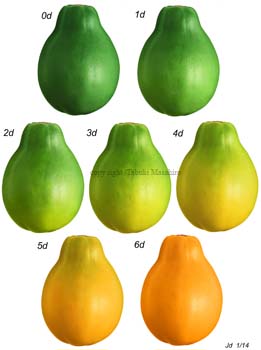 papaya1