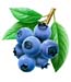 blueberry6