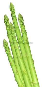 asparagus AXpKX