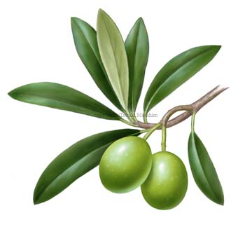 olive I[u
