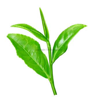 t tea-leaves